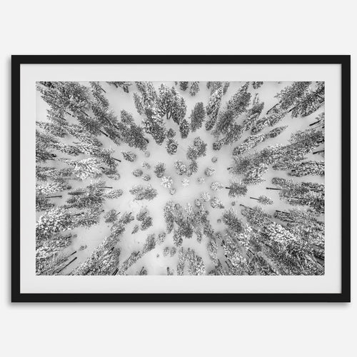 Aerial Forest