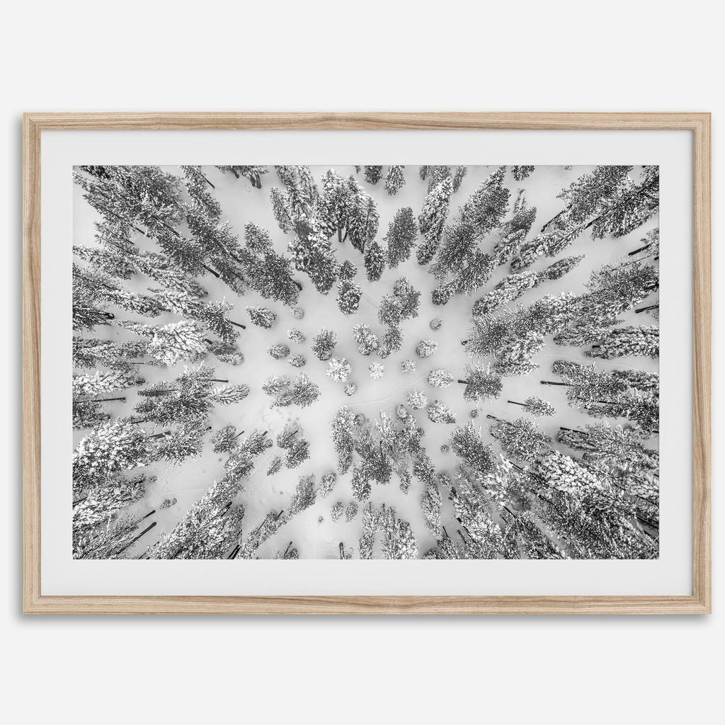 Aerial Forest