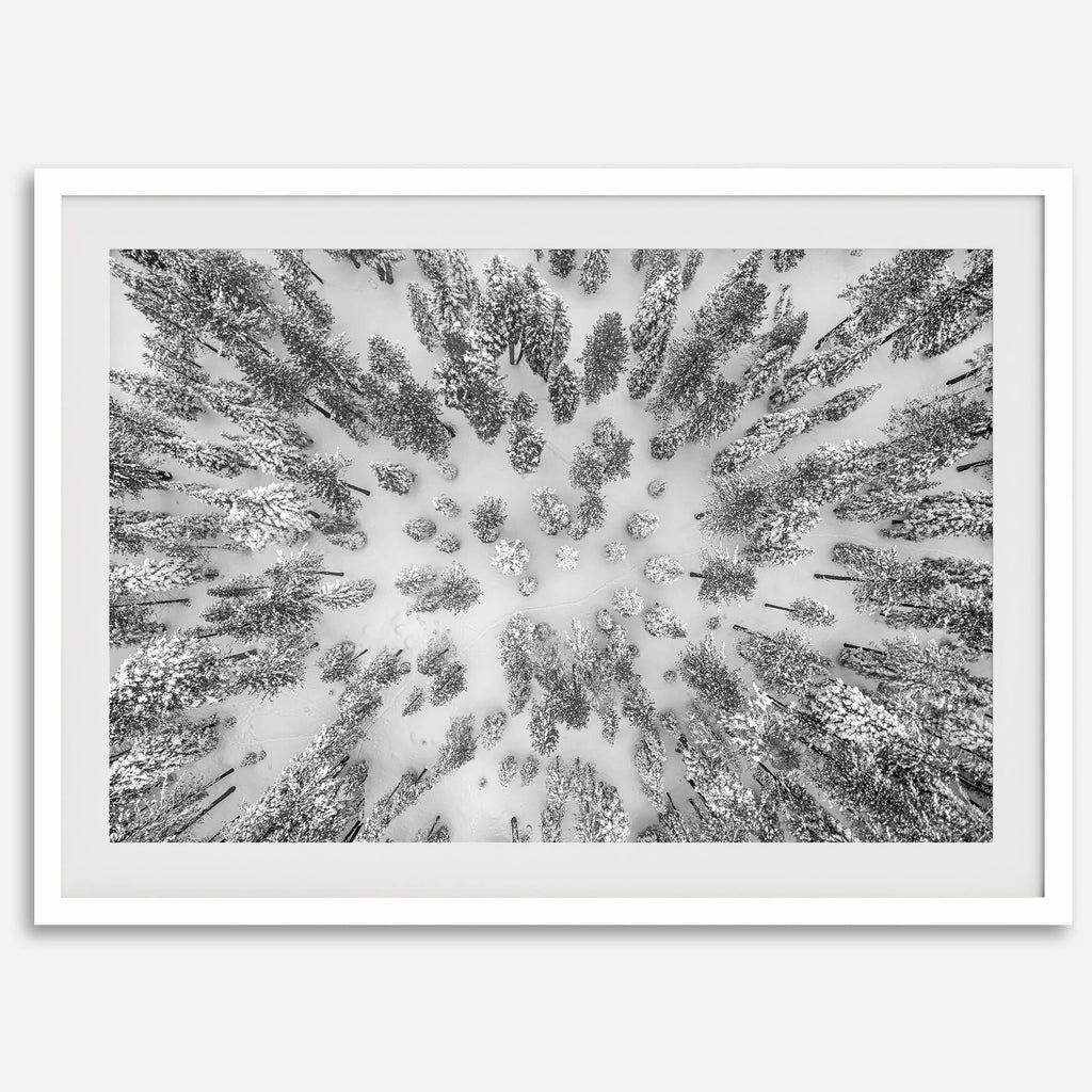 Aerial Forest