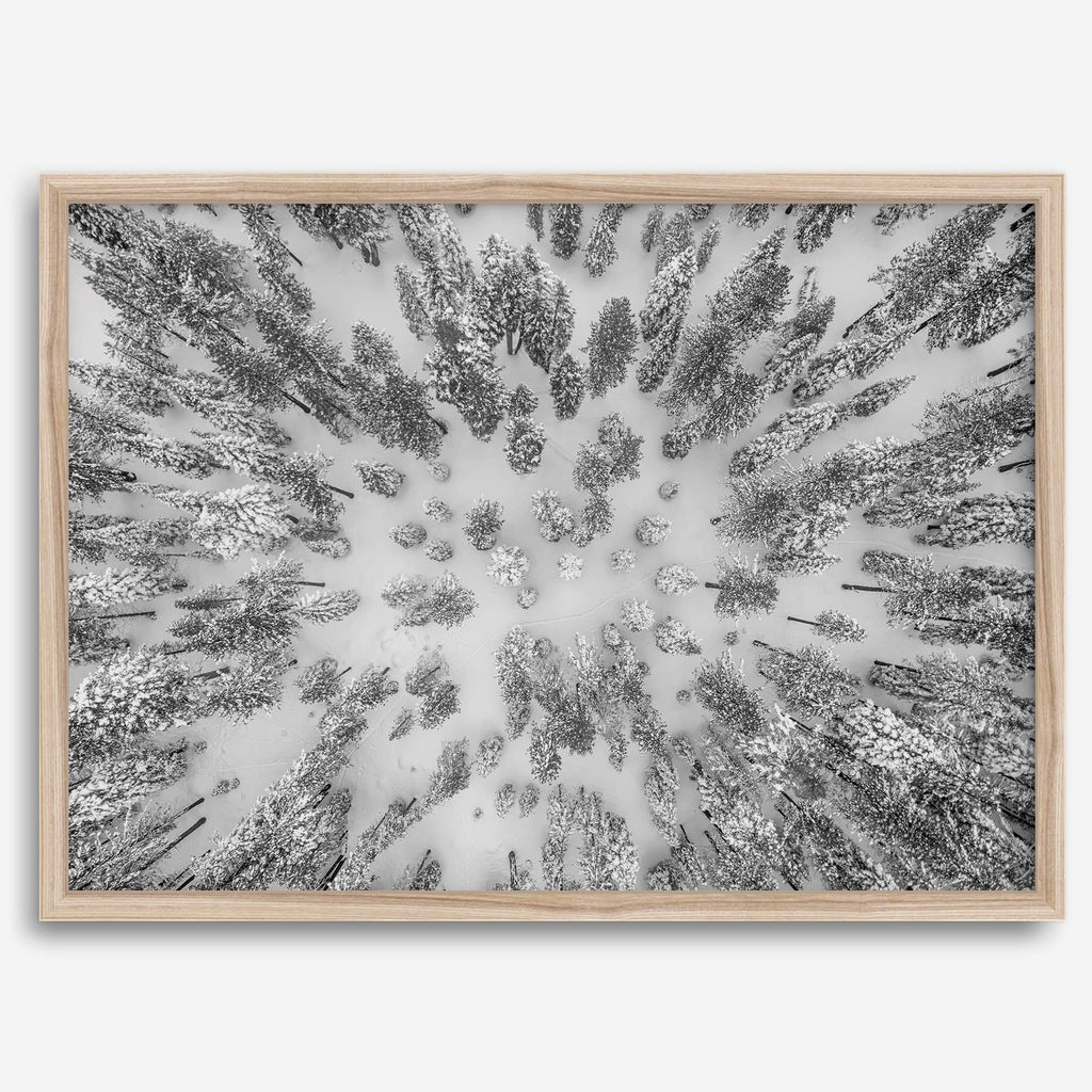 Aerial Forest