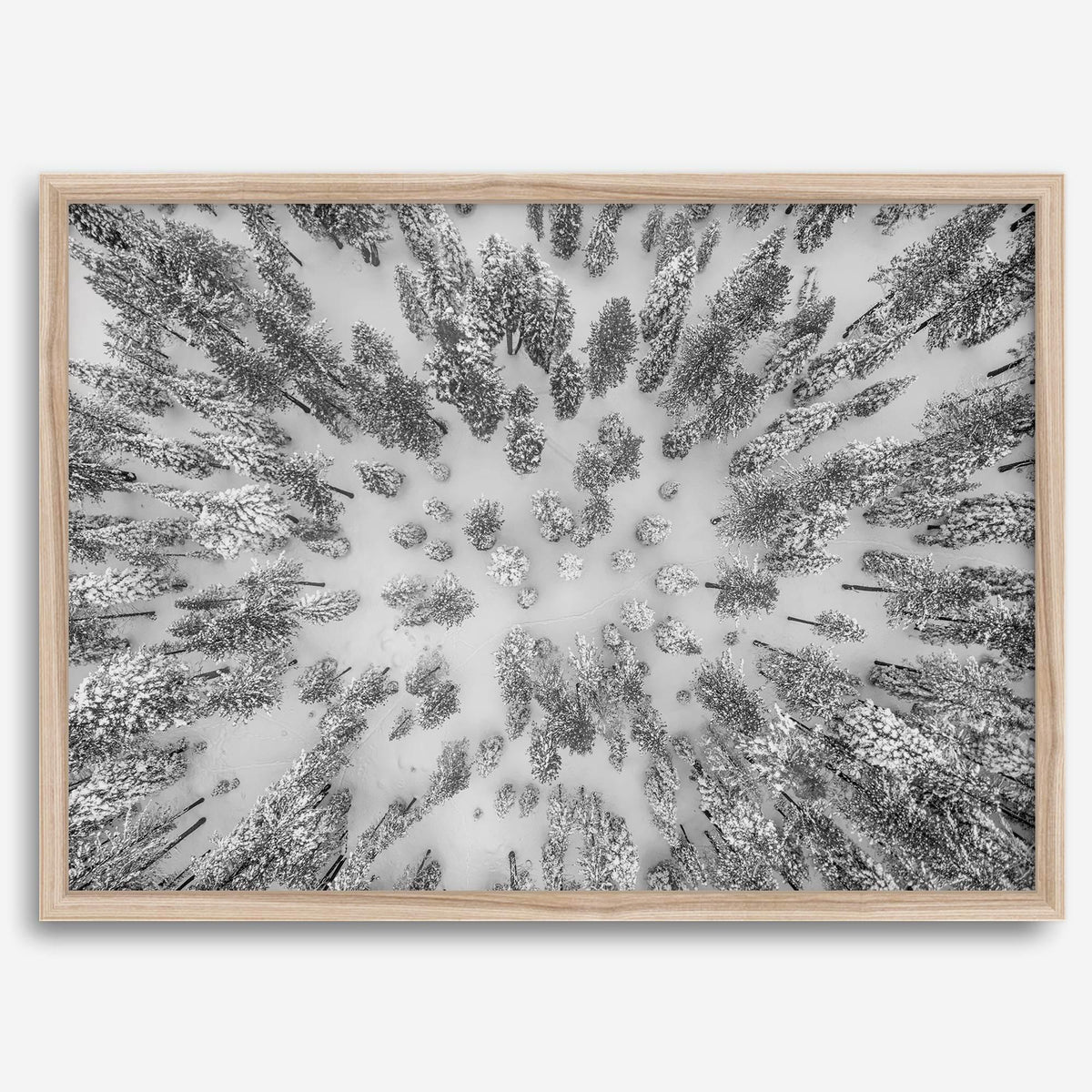 Aerial Forest