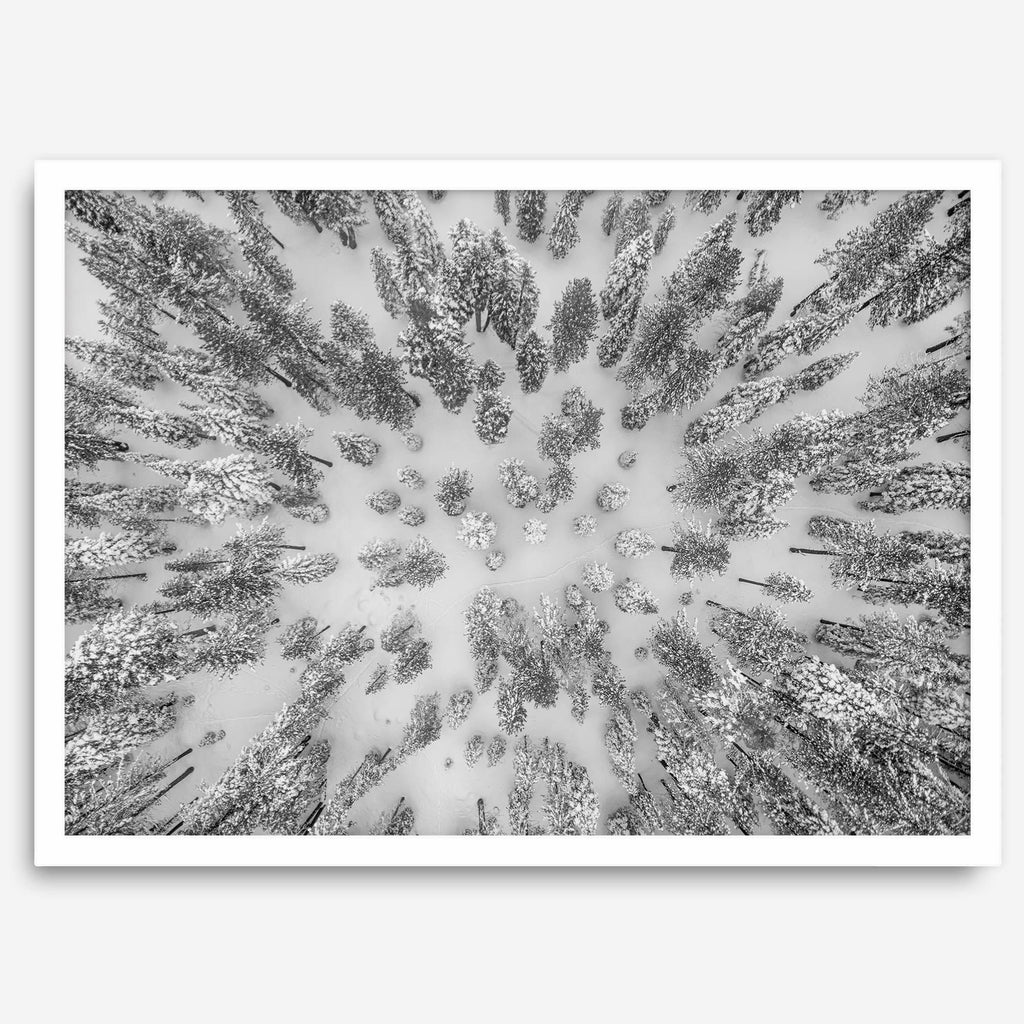 Aerial Forest