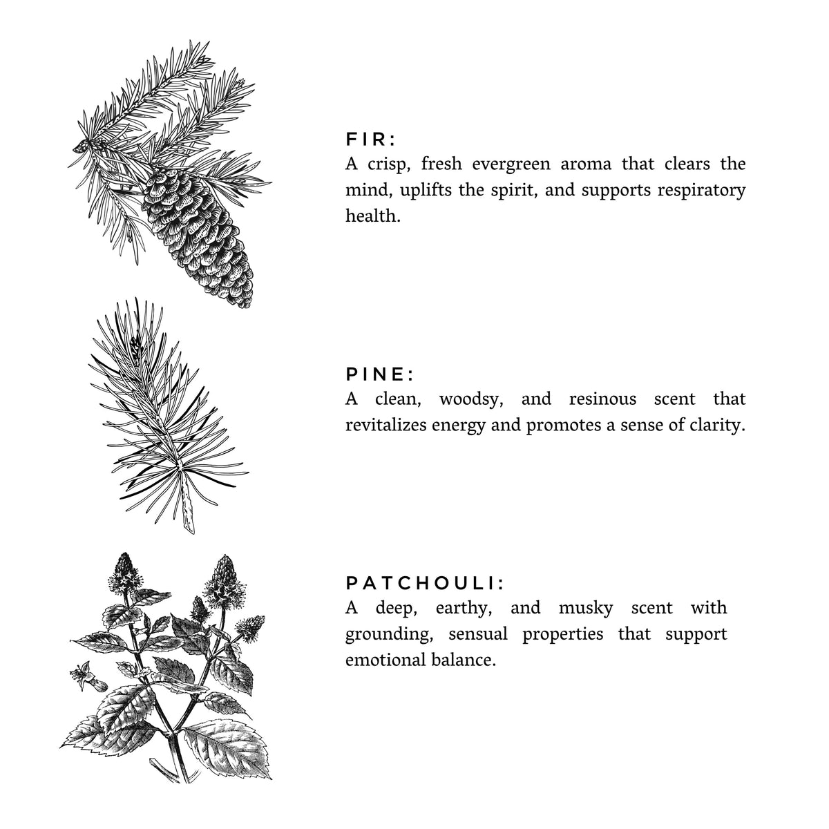 Forest Bathing - Fir + Pine + Patchouli