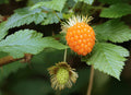 Salmonberry Bush Bare Root Plant Edible Wild Berry Shrub Rubus spectabilis Native Perennial